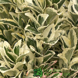 Euonymus Japonicus 'White Spire' Plant - 3Ltr Pot