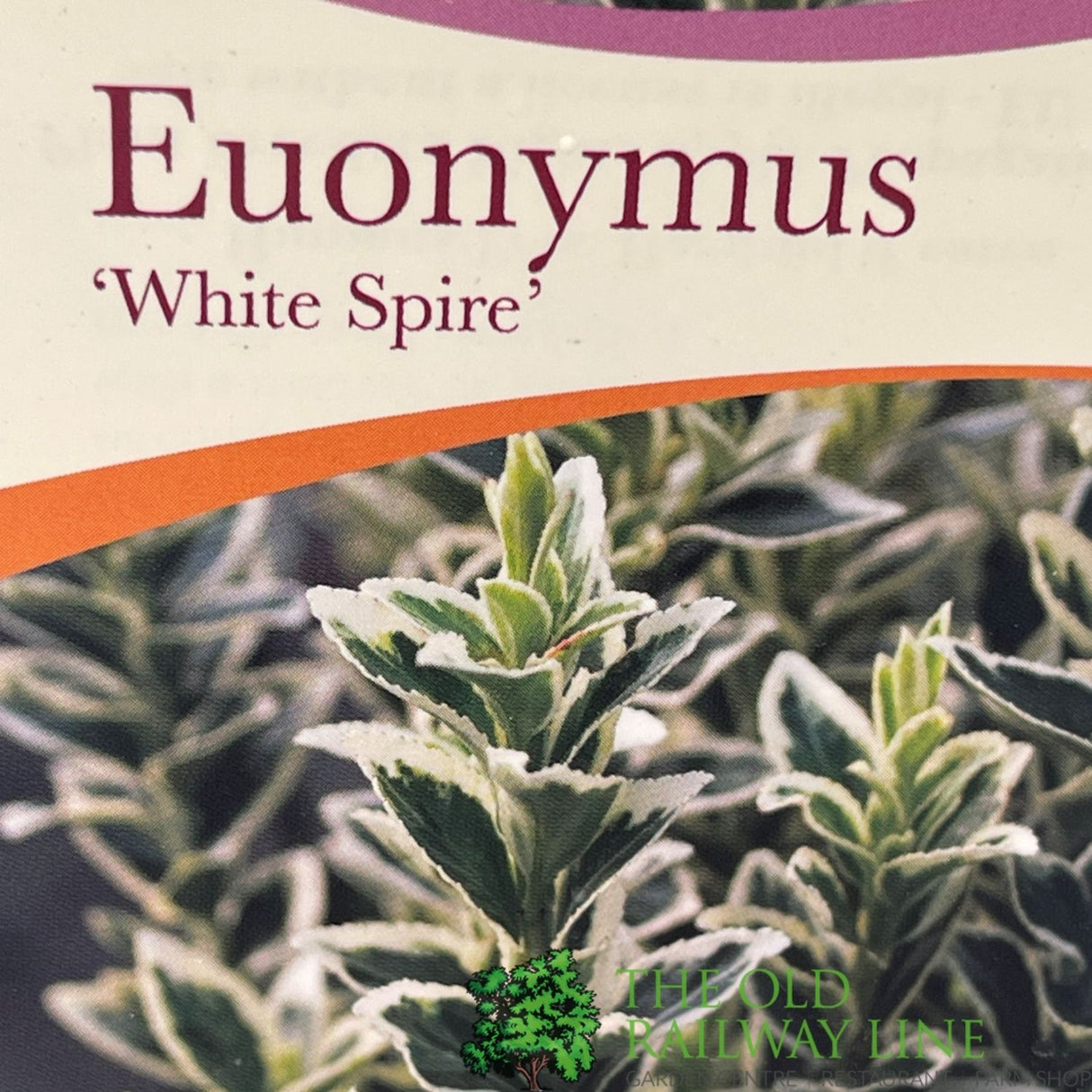 Euonymus Japonicus 'White Spire' Plant - 3Ltr Pot