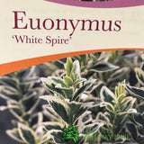 Euonymus Japonicus 'White Spire' Plant - 3Ltr Pot