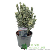 Euonymus Japonicus 'White Spire' Plant - 3Ltr Pot