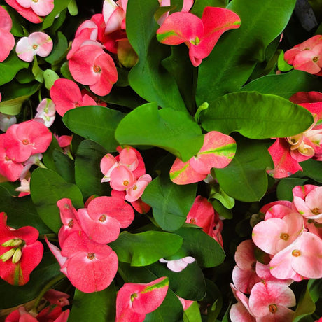 Euphorbia 'Tiara Charlotte' Rose Queen Houseplant - 14cm Pot