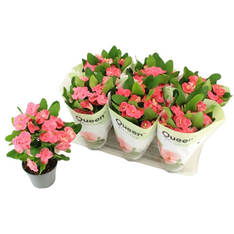 Euphorbia 'Tiara Charlotte' Rose Queen Houseplant - 14cm Pot - Old Railway Line Garden Centre