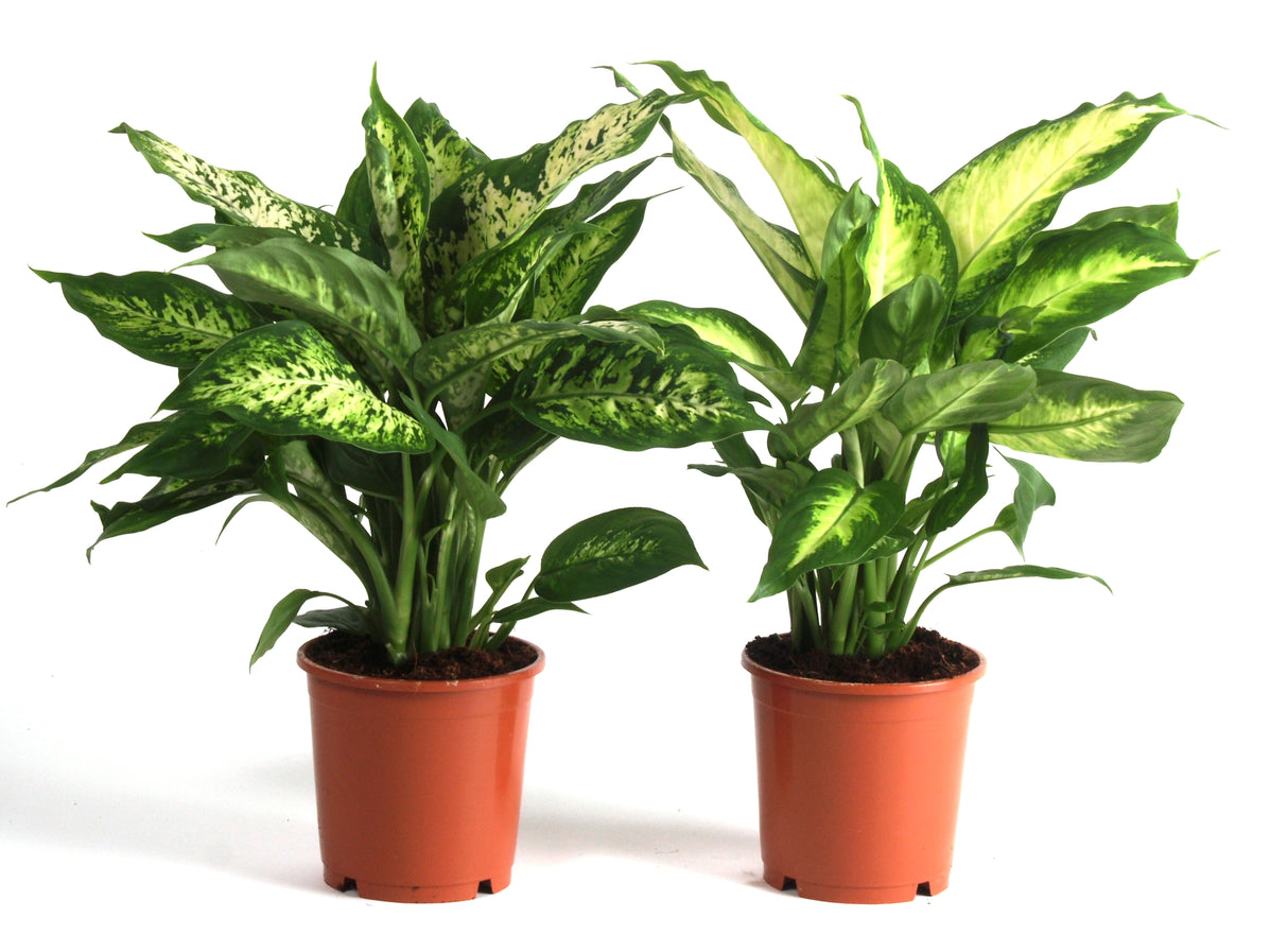 Dieffenbachia 'Camille' Dumb Cane Houseplant Mixed Variety 12cm Pot