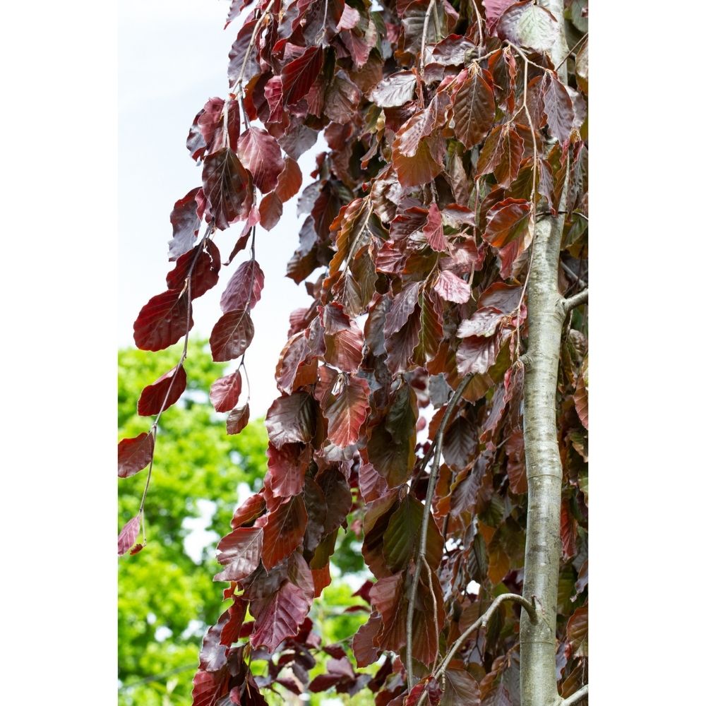 Fagus sylvatica ‘Black Swan’ Beech Tree 12Ltr Pot