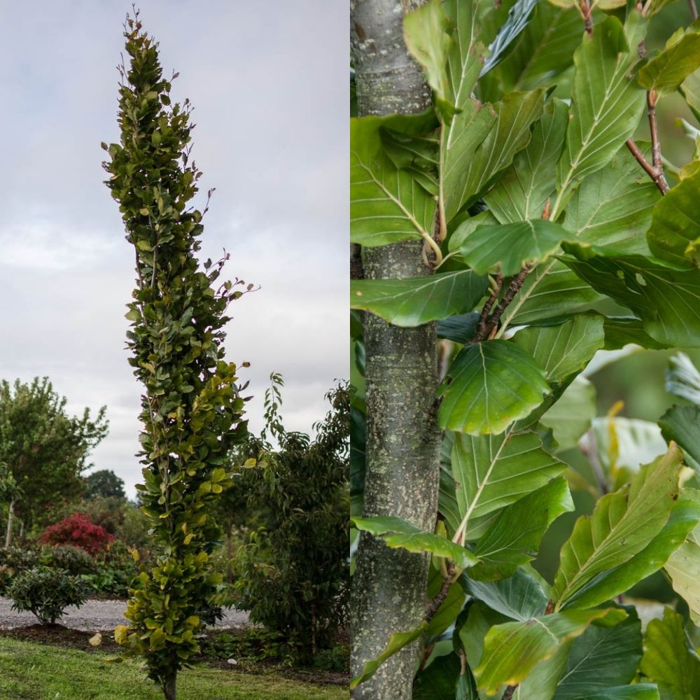 Beech Tree 'Fagus sylvatica Dawyck Gold’ 12Ltr Pot