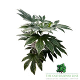 Fatsia japonica 'Spider's Web' - 2Ltr Pot