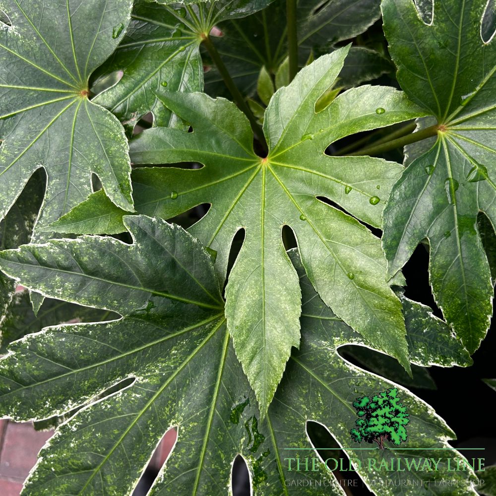 Fatsia japonica 'Spider's Web' - 2Ltr Pot