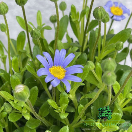 Felicia Felicitara Blue Plant- 10.5cm Pot - Old Railway Line Garden Centre