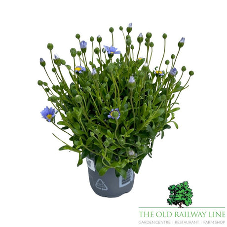 Felicia Felicitara Blue Plant- 10.5cm Pot - Old Railway Line Garden Centre