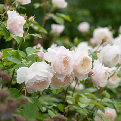 David Austin 'Desdemona' White English Shrub Rose 6Ltr Pot