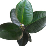 Ficus elastica Robusta 'Rubber Plant' - 12cm Pot - Old Railway Line Garden Centre