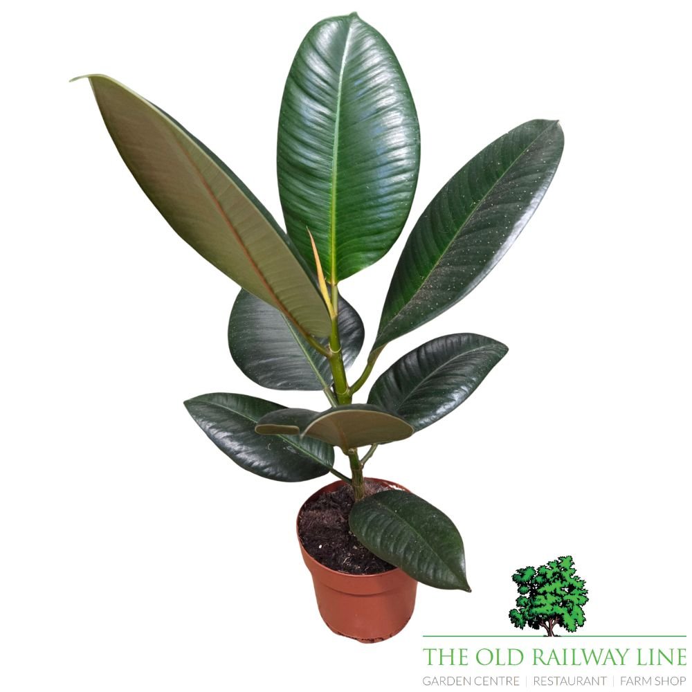 Ficus elastica Robusta 'Rubber Plant' - 12cm Pot - Old Railway Line Garden Centre