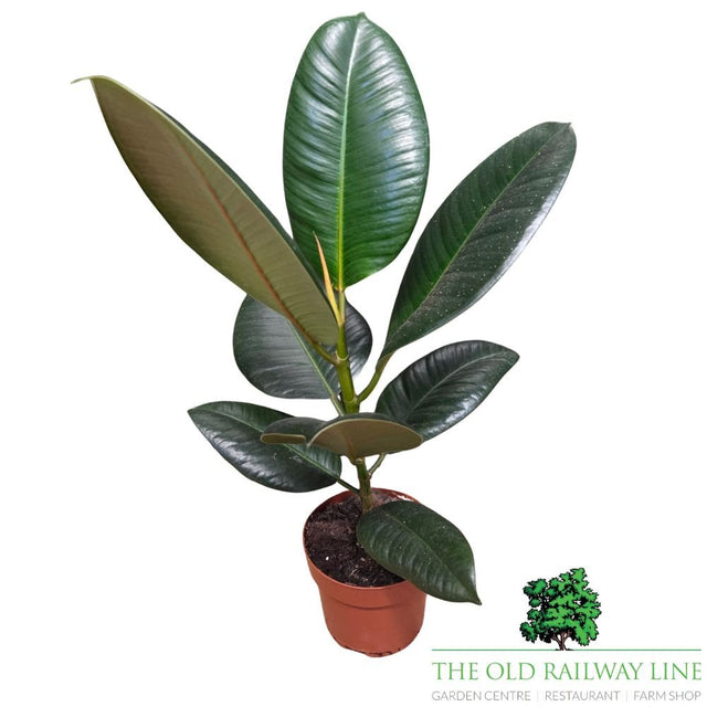 Ficus elastica Robusta 'Rubber Plant' - 12cm Pot - Old Railway Line Garden Centre