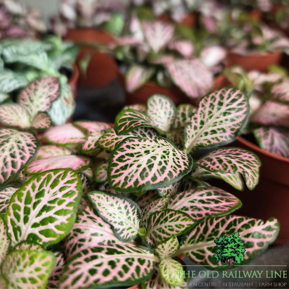 Fittonia albivenis Zalm 'Forest Flame' Houseplant - 8.5cm Pot - Old Railway Line Garden Centre