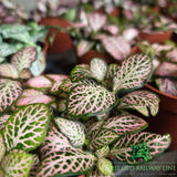 Fittonia albivenis Zalm 'Forest Flame' Houseplant - 8.5cm Pot - Old Railway Line Garden Centre