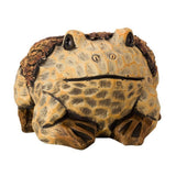 Flamboya 25cm Frog Planter