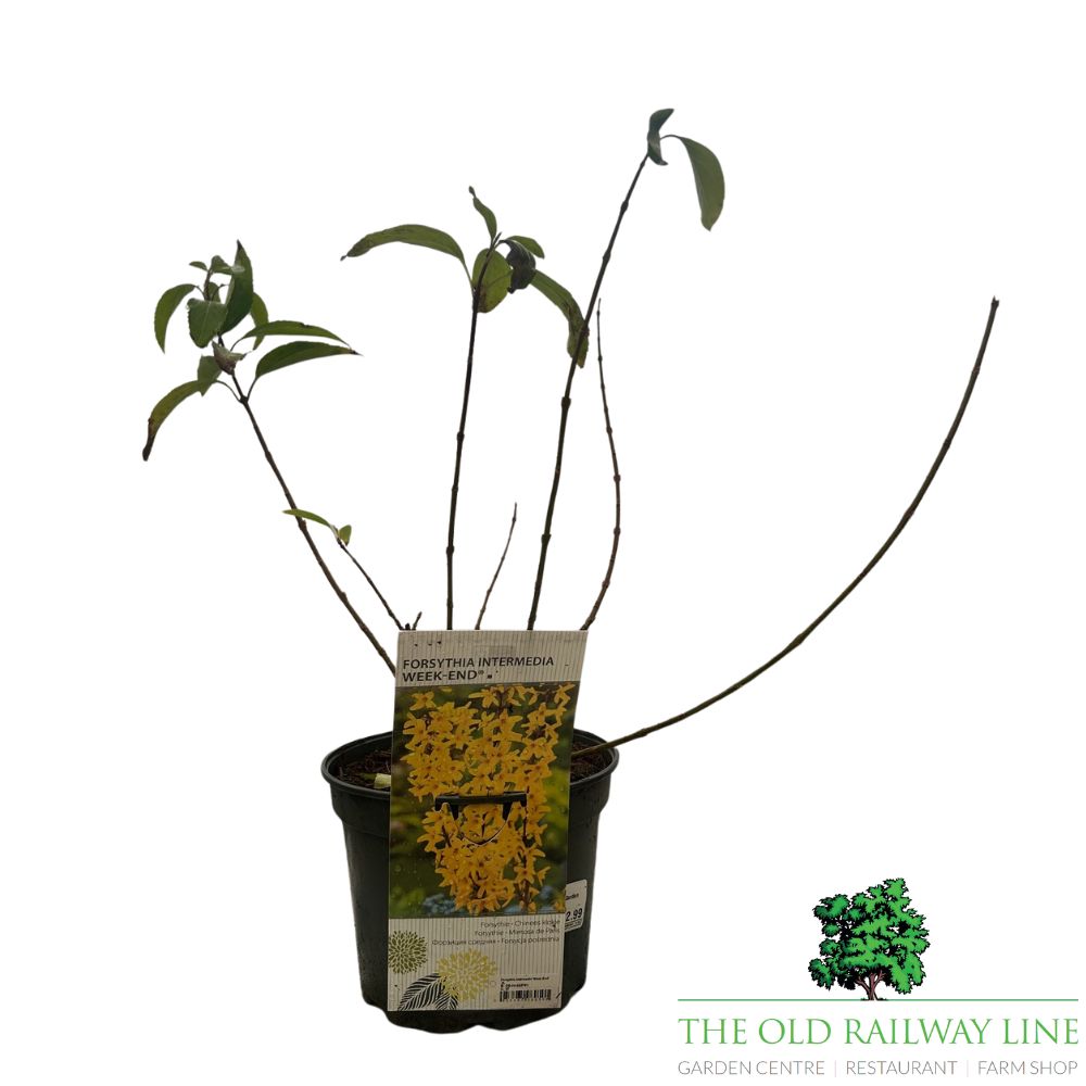 Forsythia x intermedia 'Week-End' Plant - 3Ltr Pot