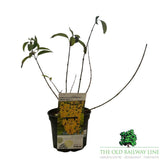 Forsythia x intermedia 'Week-End' Plant - 3Ltr Pot