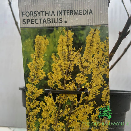 Forsythia × intermedia 'Spectabilis' Plant - 3Ltr Pot