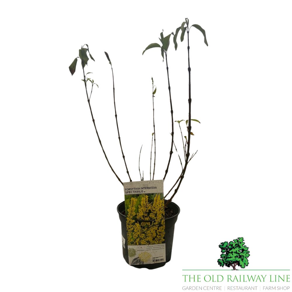 Forsythia × intermedia 'Spectabilis' Plant - 3Ltr Pot