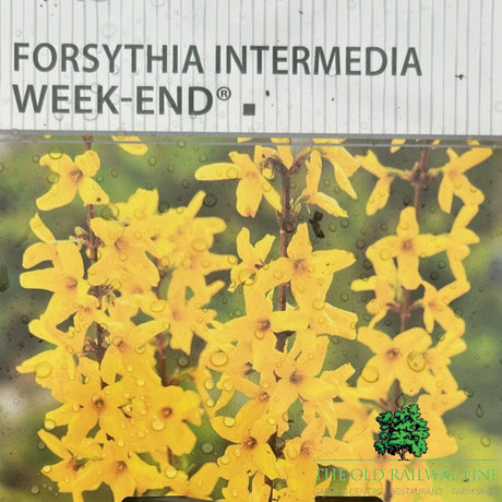 Forsythia x intermedia 'Week-End' Plant - 3Ltr Pot