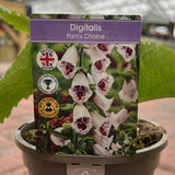 Foxglove 'Pams Choice' Digitalis Plant - 1Ltr Pot