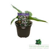 Foxglove 'Pams Choice' Digitalis Plant - 1Ltr Pot