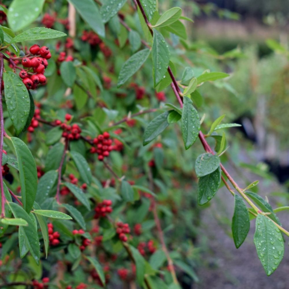 Frank P Matthews 12 Litre 'Hybridus Pendulus' Cotoneaster Tree