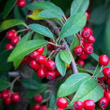 Frank P Matthews 12 Litre 'Hybridus Pendulus' Cotoneaster Tree