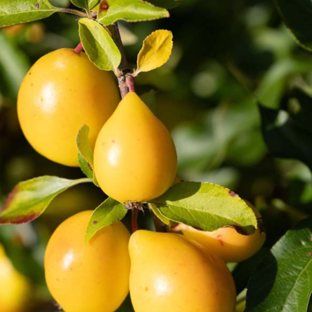 Frank P Matthews Malus 'Super' Crab Apple Tree - 12 Ltr Pot