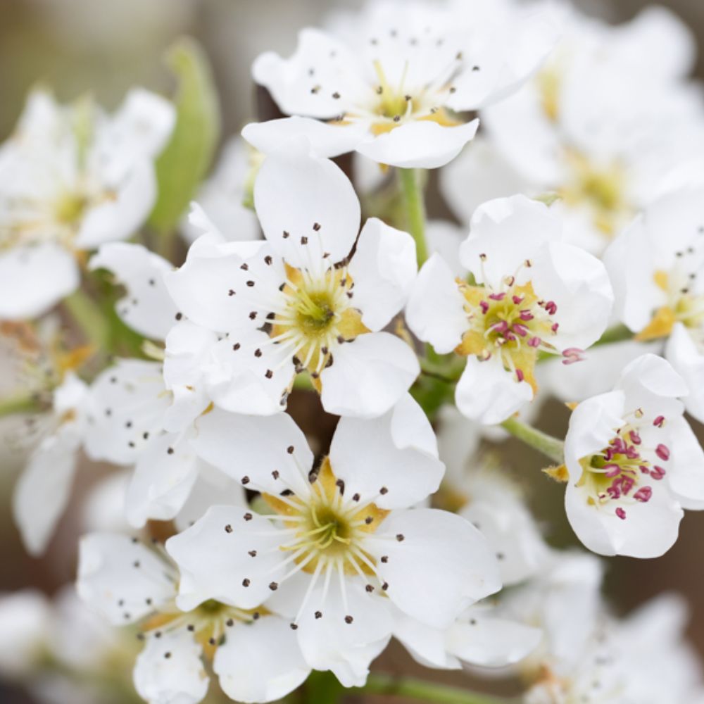 Frank P Matthews 'Williams Bon Chretien' Pear Tree - 12 Ltr Pot