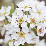 Frank P Matthews 'Williams Bon Chretien' Pear Tree - 12 Ltr Pot