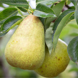 Frank P Matthews 'Williams Bon Chretien' Pear Tree - 12 Ltr Pot