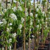 Frank P Matthews Amelanchier lamarckii Juneberry Tree - 12Ltr Pot