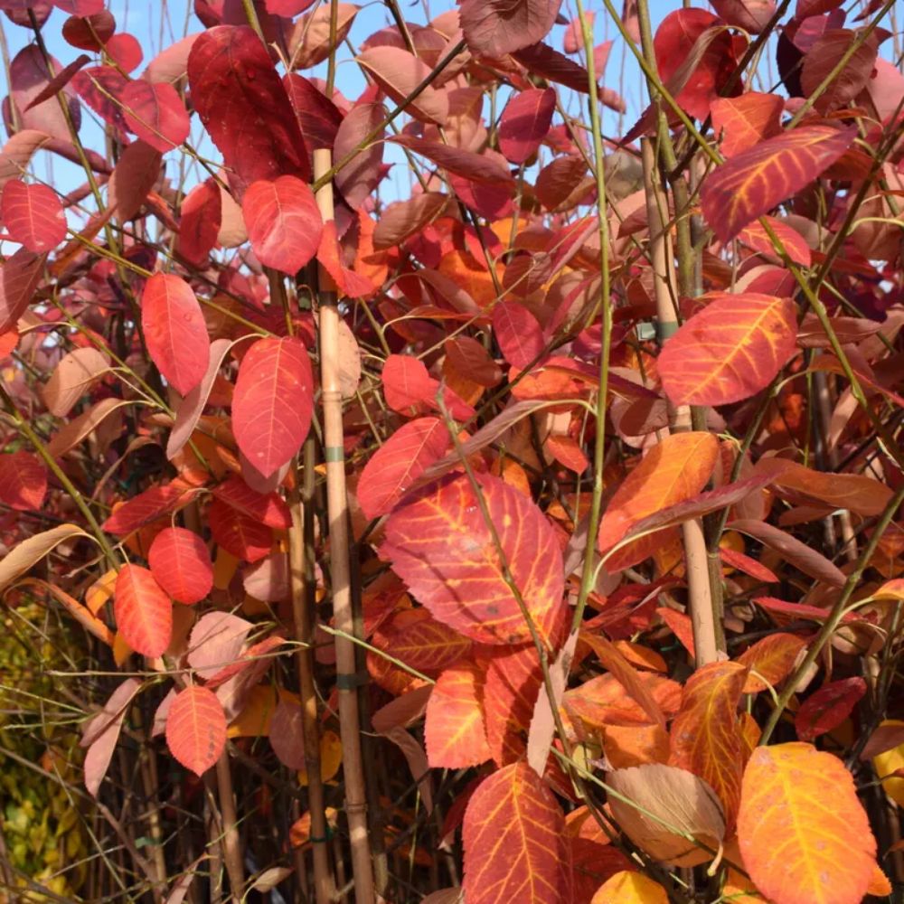 Frank P Matthews Amelanchier lamarckii Juneberry Tree - 12Ltr Pot