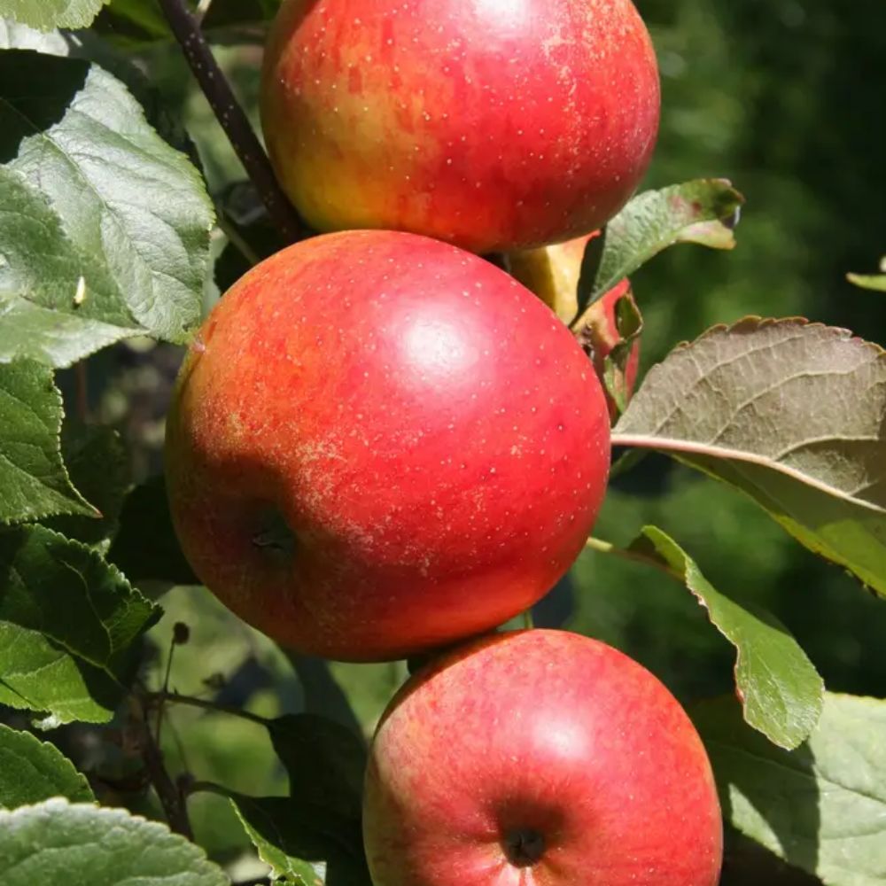 Frank P Matthews Apple 'Christmas Pippin' Fruit Tree - 12Ltr Pot