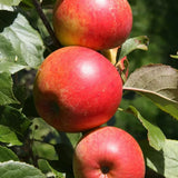 Frank P Matthews Apple 'Christmas Pippin' Fruit Tree - 12Ltr Pot