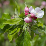 Frank P Matthews Apple 'Christmas Pippin' Fruit Tree - 12Ltr Pot
