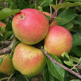Frank P Matthews Apple 'Christmas Pippin' Fruit Tree - 12Ltr Pot