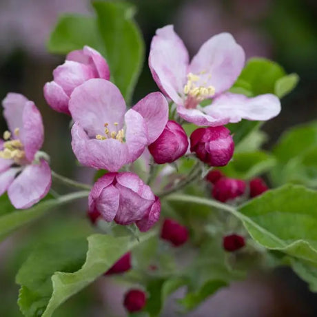 Frank P Matthews Apple 'Surprize' Fruit Tree - 12Ltr Pot