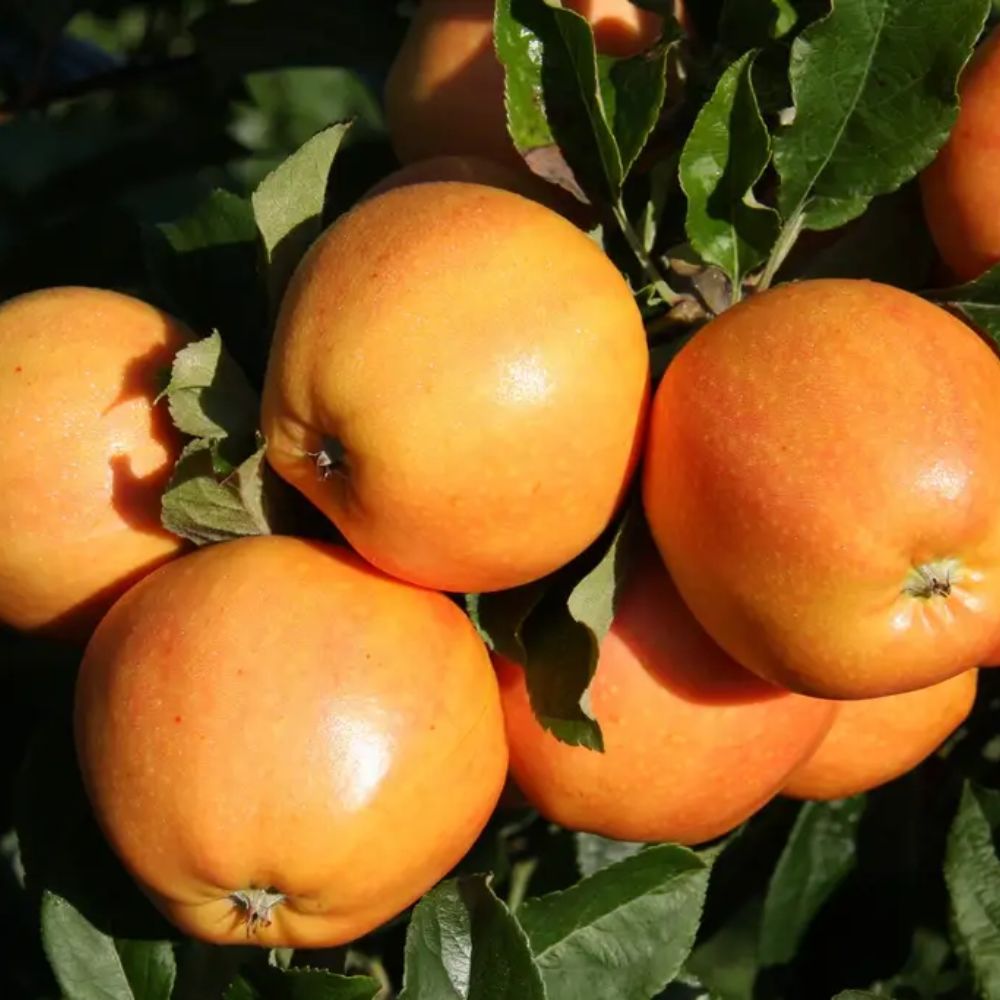 Frank P Matthews Apple 'Surprize' Fruit Tree - 12Ltr Pot