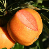 Frank P Matthews Apple 'Surprize' Fruit Tree - 12Ltr Pot