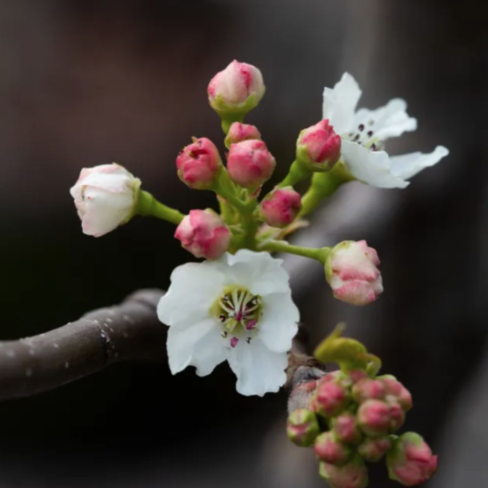 Frank P Matthews Pyrus 'Chanticleer' Tree - 12 Ltr Pot