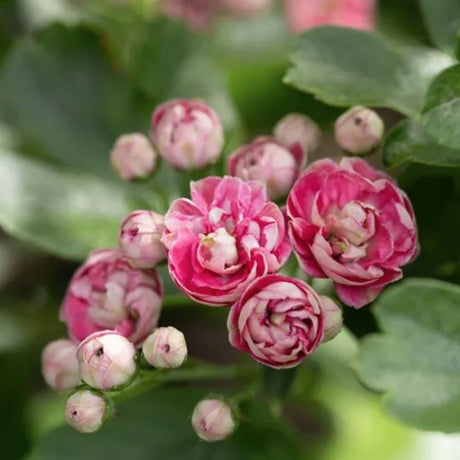 Frank P Matthews Crataegus 'Punicea Flore Pleno' Tree - 12 Ltr Pot