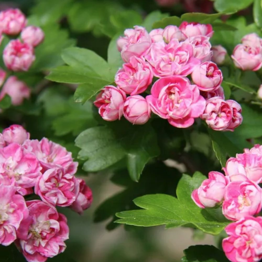 Frank P Matthews Crataegus 'Punicea Flore Pleno' Tree - 12 Ltr Pot