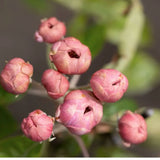 Frank P Matthews Malus 'Fimbriata' Ionsis Crab Apple Tree - 12 Ltr Pot