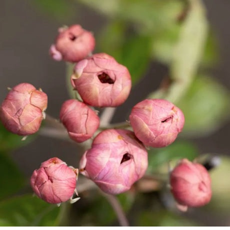 Frank P Matthews Malus 'Fimbriata' Ionsis Crab Apple Tree - 12 Ltr Pot