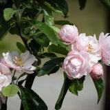 Frank P Matthews Malus 'Fimbriata' Ionsis Crab Apple Tree - 12 Ltr Pot