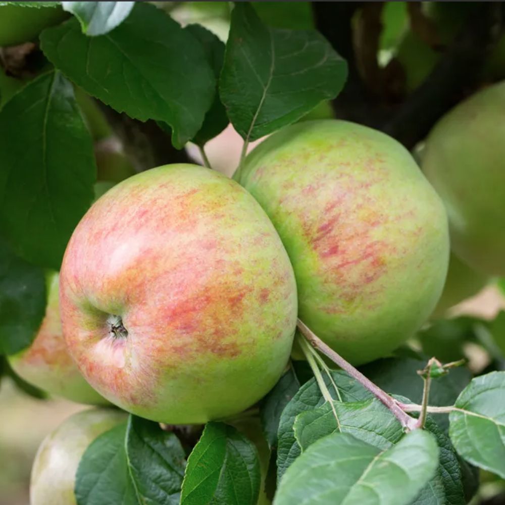 Frank P Matthews 'Howgate Wonder' Apple Tree - 12 Ltr Pot