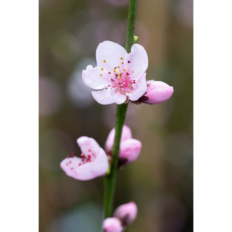 Frank P Matthews Ingrid Almond Nut Tree - 12Ltr Pot - Old Railway Line Garden Centre